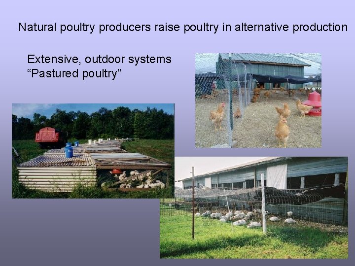 Natural poultry producers raise poultry in alternative production Extensive, outdoor systems “Pastured poultry” 