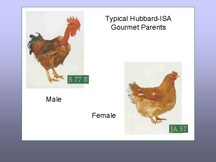 Typical Hubbard-ISA Gourmet Parents Male Female 