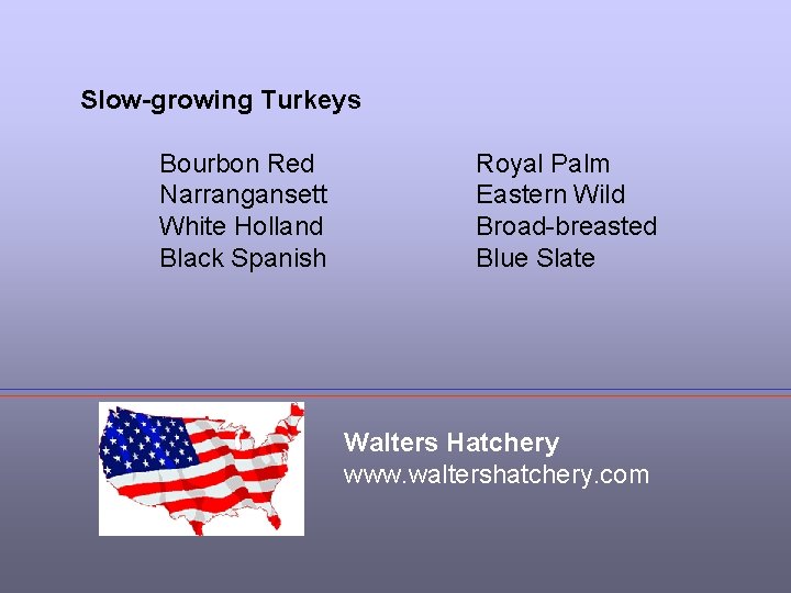Slow-growing Turkeys Bourbon Red Narrangansett White Holland Black Spanish Royal Palm Eastern Wild Broad-breasted