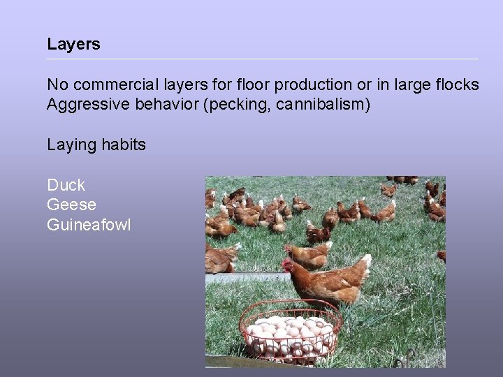 Layers No commercial layers for floor production or in large flocks Aggressive behavior (pecking,