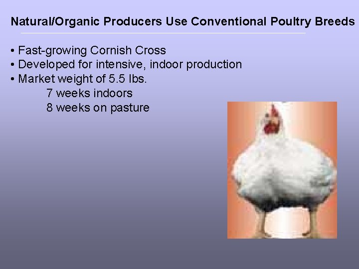 Natural/Organic Producers Use Conventional Poultry Breeds • Fast-growing Cornish Cross • Developed for intensive,