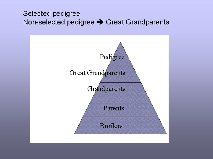 Selected pedigree Non-selected pedigree Great Grandparents Pedigree Great Grandparents Parents Broilers 