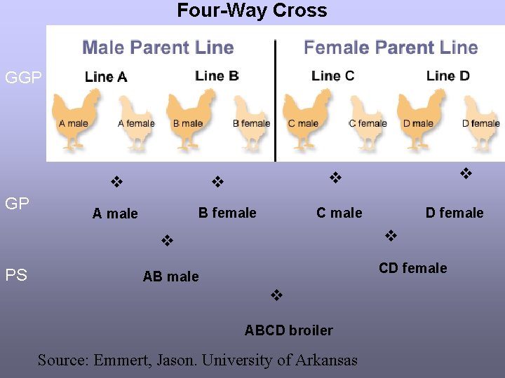Four-Way Cross GGP B female A male C male D female PS CD female