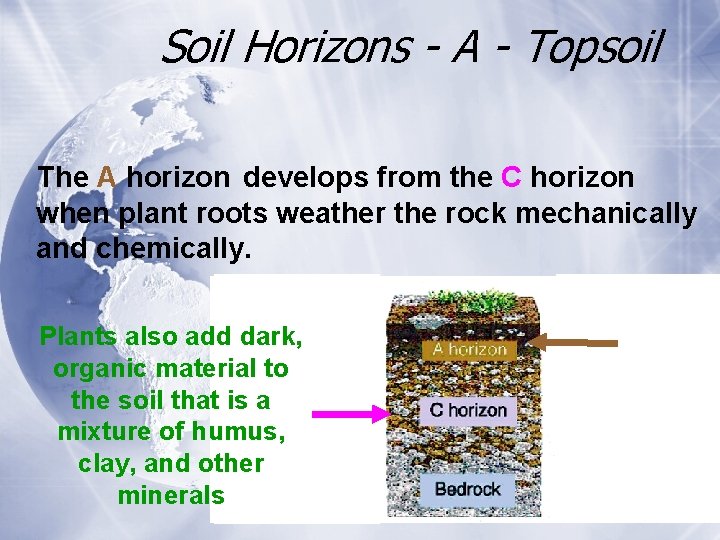 Soil Horizons - A - Topsoil The A horizon develops from the C horizon