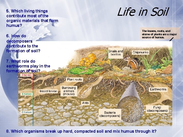 5. Which living things contribute most of the organic materials that form humus? 6.