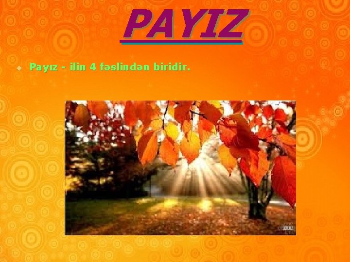 PAYIZ u Payız - ilin 4 fəslindən biridir. 