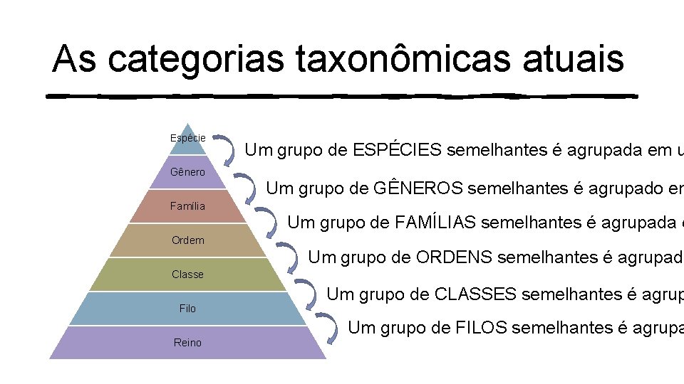 As categorias taxonômicas atuais Espécie Gênero Família Um grupo de ESPÉCIES semelhantes é agrupada