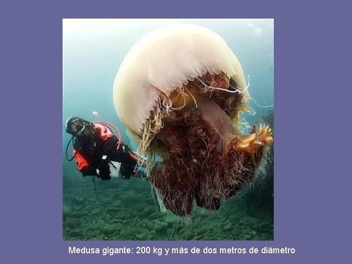 Medusa gigante: 200 kg y más de dos metros de diámetro 