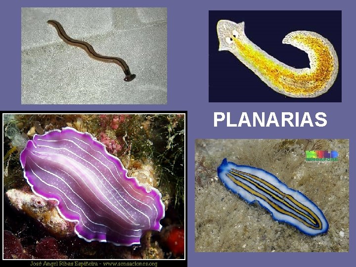 PLANARIAS 