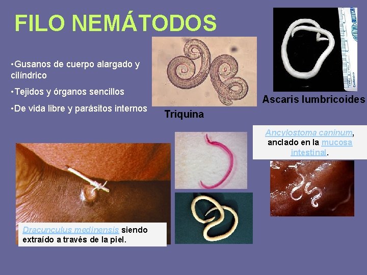 FILO NEMÁTODOS • Gusanos de cuerpo alargado y cilíndrico • Tejidos y órganos sencillos