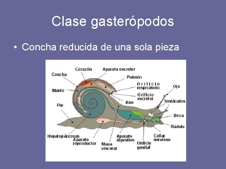 Clase gasterópodos • Concha reducida de una sola pieza 