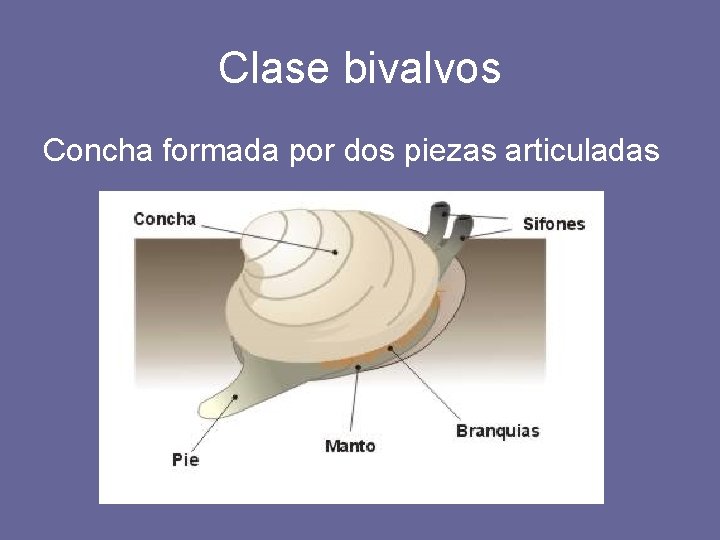 Clase bivalvos Concha formada por dos piezas articuladas 