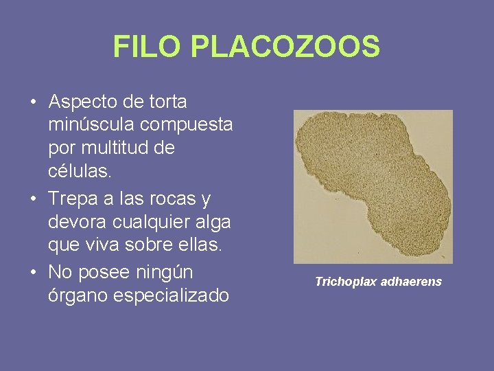 FILO PLACOZOOS • Aspecto de torta minúscula compuesta por multitud de células. • Trepa