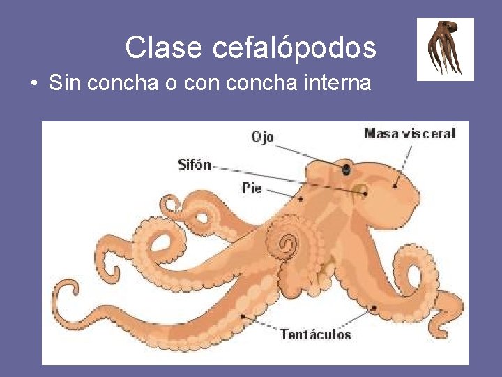 Clase cefalópodos • Sin concha o concha interna 