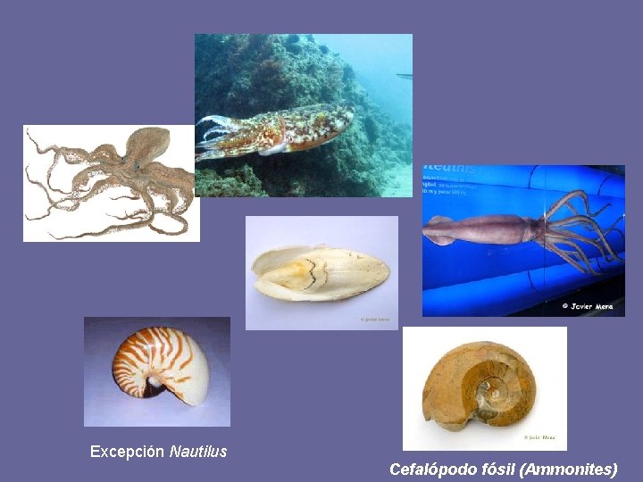 Excepción Nautilus Cefalópodo fósil (Ammonites) 
