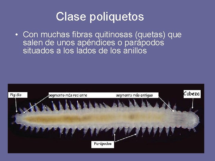 Clase poliquetos • Con muchas fibras quitinosas (quetas) que salen de unos apéndices o