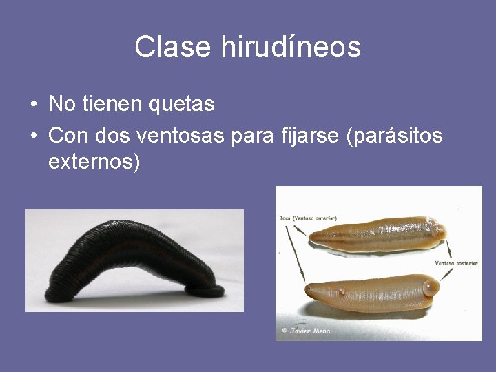 Clase hirudíneos • No tienen quetas • Con dos ventosas para fijarse (parásitos externos)