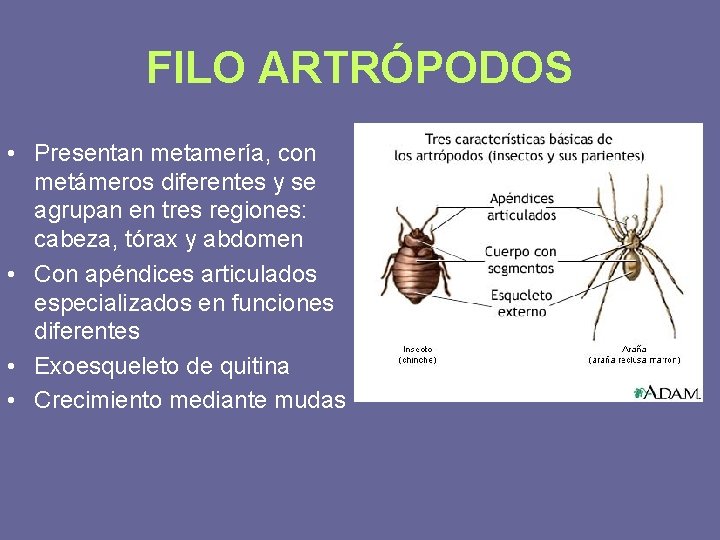 FILO ARTRÓPODOS • Presentan metamería, con metámeros diferentes y se agrupan en tres regiones: