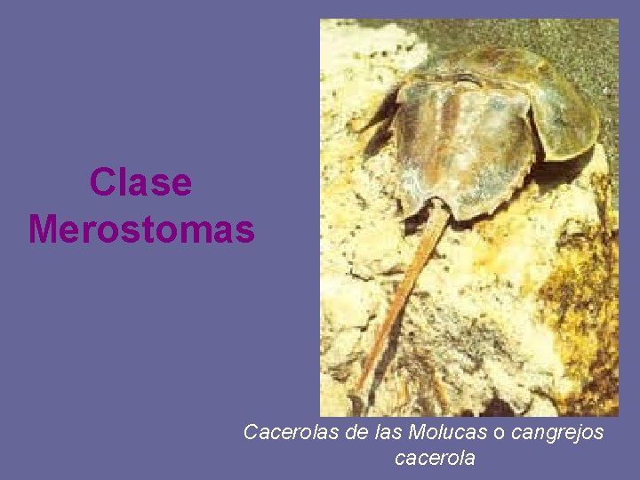 Clase Merostomas Cacerolas de las Molucas o cangrejos cacerola 