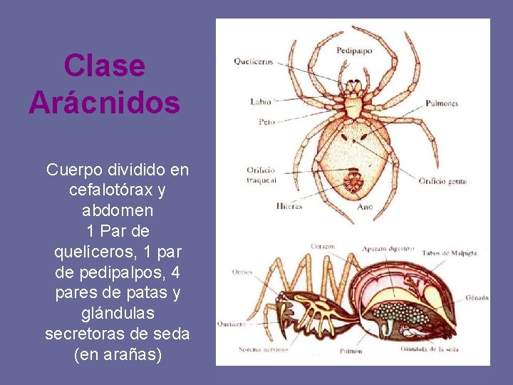 Clase Arácnidos Cuerpo dividido en cefalotórax y abdomen 1 Par de quelíceros, 1 par