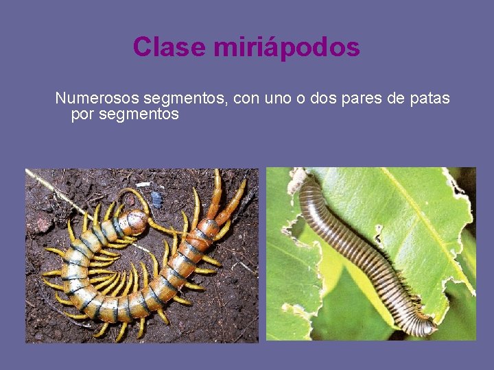 Clase miriápodos Numerosos segmentos, con uno o dos pares de patas por segmentos 