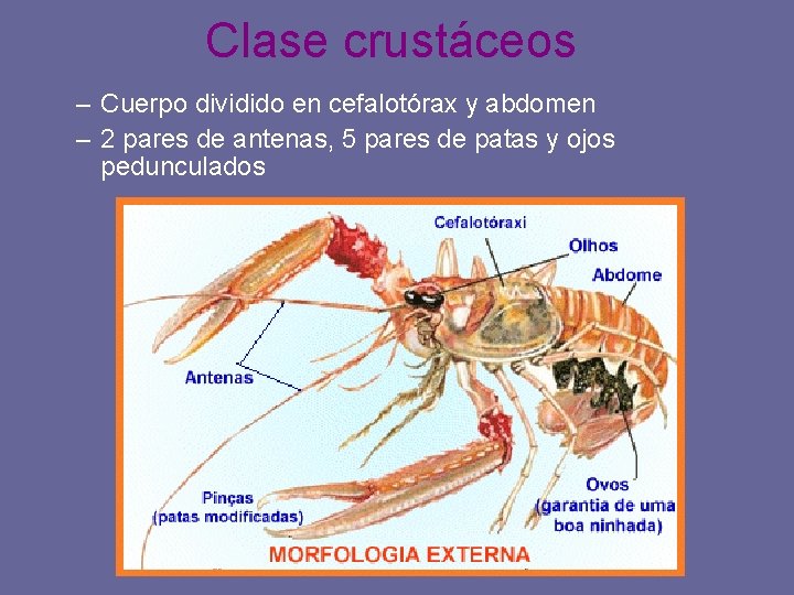 Clase crustáceos – Cuerpo dividido en cefalotórax y abdomen – 2 pares de antenas,