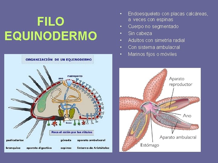 FILO EQUINODERMO • • • Endoesqueleto con placas calcáreas, a veces con espinas Cuerpo