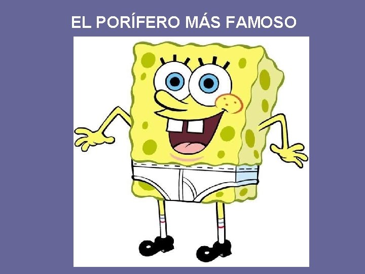 EL PORÍFERO MÁS FAMOSO 