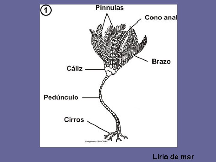Lirio de mar 