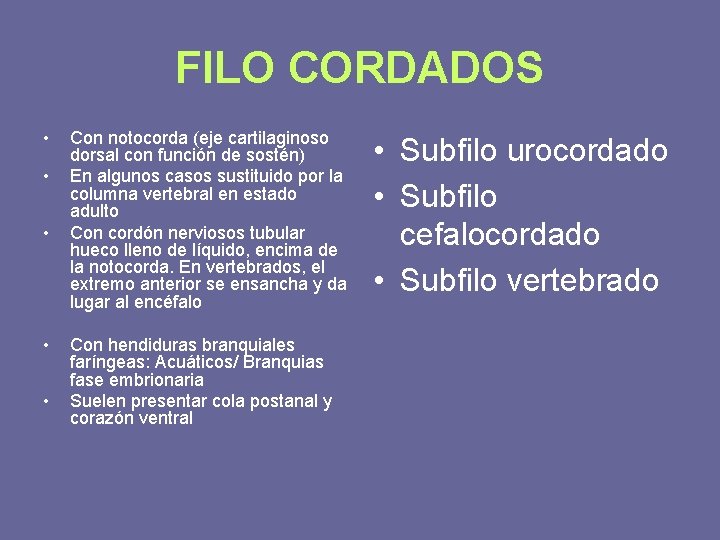 FILO CORDADOS • • • Con notocorda (eje cartilaginoso dorsal con función de sostén)