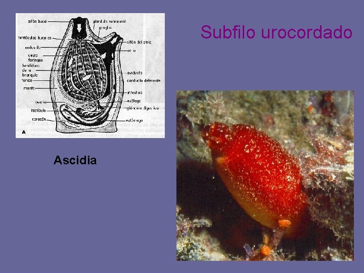 Subfilo urocordado Ascidia 