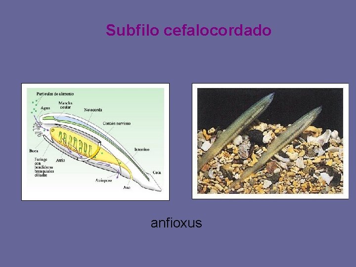 Subfilo cefalocordado anfioxus 