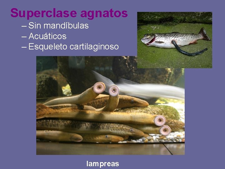 Superclase agnatos – Sin mandíbulas – Acuáticos – Esqueleto cartilaginoso lampreas 