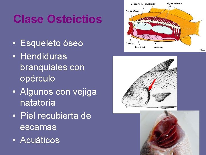 Clase Osteictios • Esqueleto óseo • Hendiduras branquiales con opérculo • Algunos con vejiga