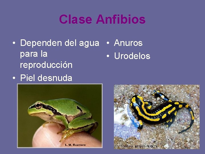 Clase Anfibios • Dependen del agua • Anuros para la • Urodelos reproducción •