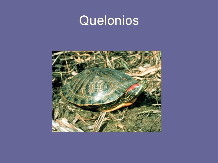 Quelonios 