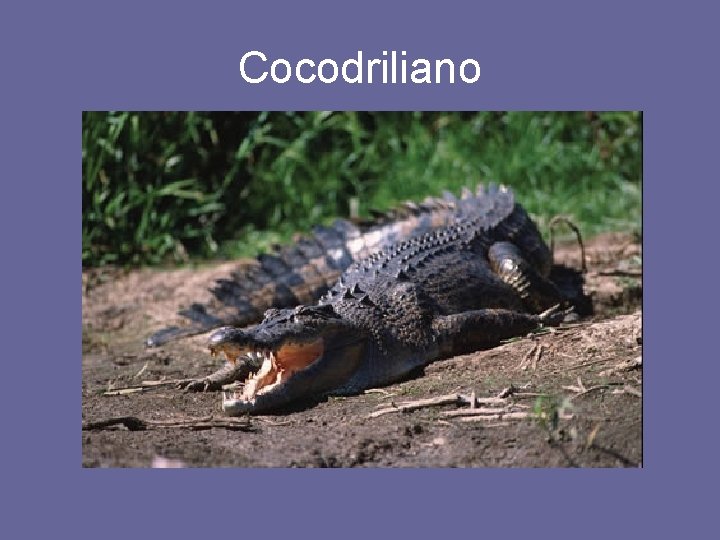 Cocodriliano 