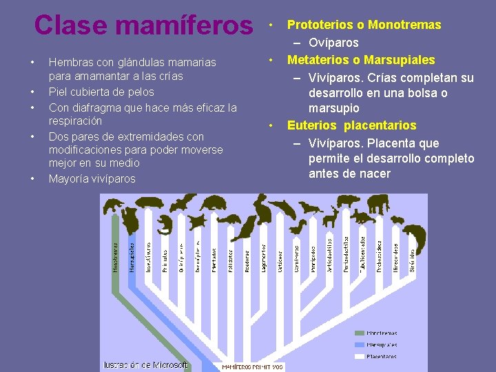 Clase mamíferos • • • Hembras con glándulas mamarias para amamantar a las crías
