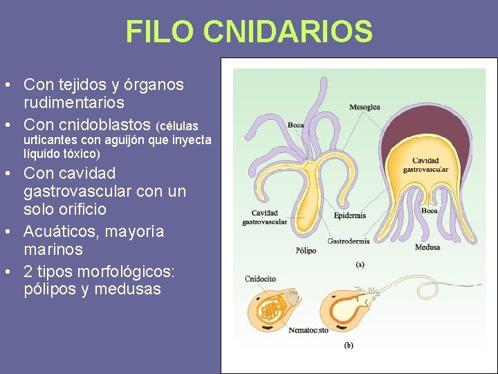 FILO CNIDARIOS • Con tejidos y órganos rudimentarios • Con cnidoblastos (células urticantes con