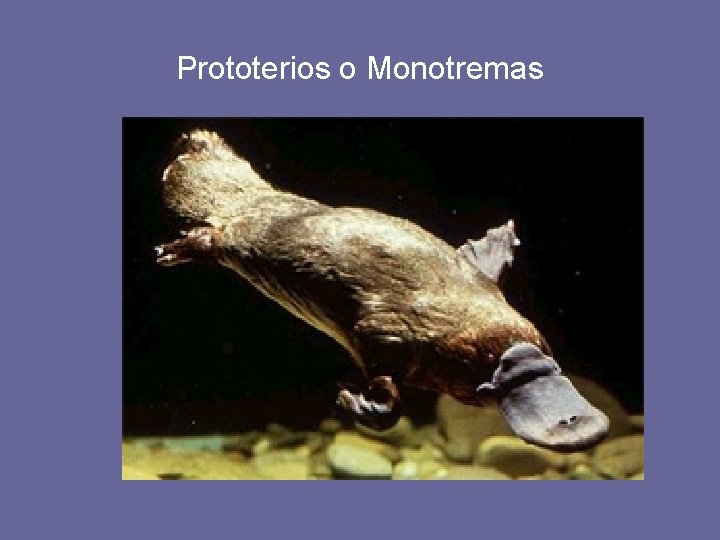 Prototerios o Monotremas 