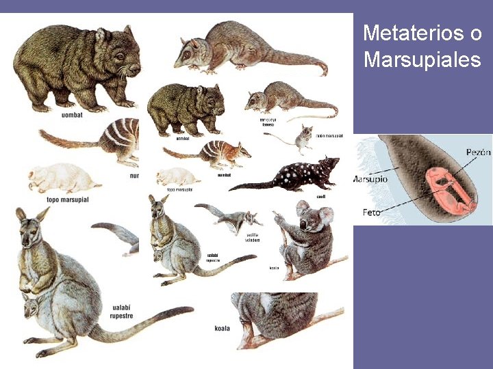 Metaterios o Marsupiales 