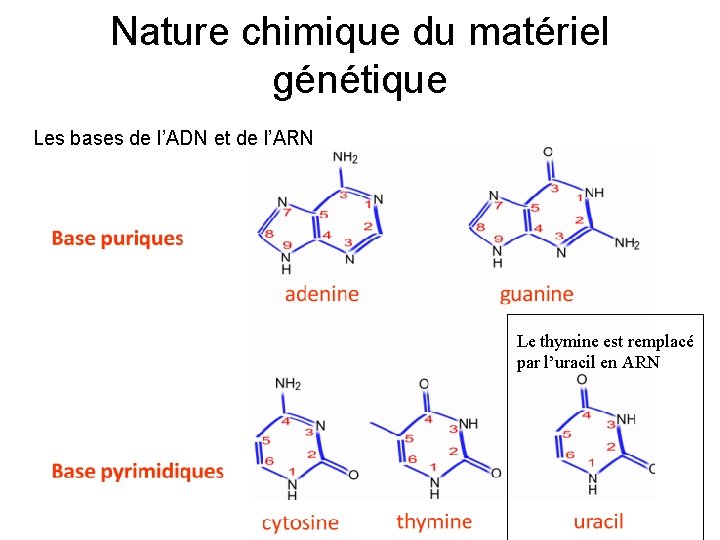 Nature chimique du matériel génétique Les bases de l’ADN et de l’ARN Le thymine