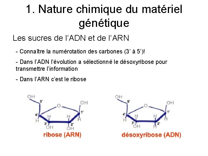 1. Nature chimique du matériel génétique Les sucres de l’ADN et de l’ARN -