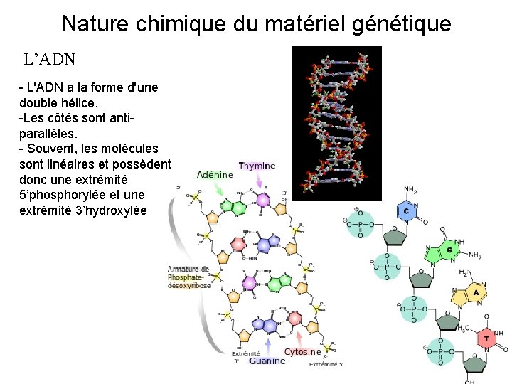 Nature chimique du matériel génétique L’ADN - L'ADN a la forme d'une double hélice.