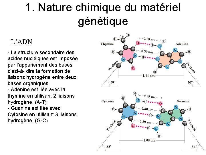 1. Nature chimique du matériel génétique L’ADN - La structure secondaire des acides nucléiques