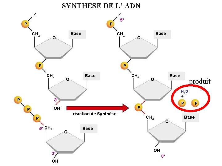 SYNTHESE DE L’ ADN P P CH 2 Base O 5' CH 2 P