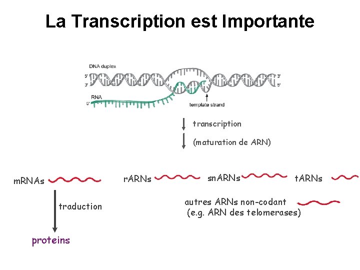 La Transcription est Importante transcription (maturation de ARN) r. ARNs m. RNAs traduction proteins