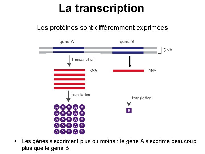 La transcription Les protéines sont différemment exprimées • Les gènes s'expriment plus ou moins