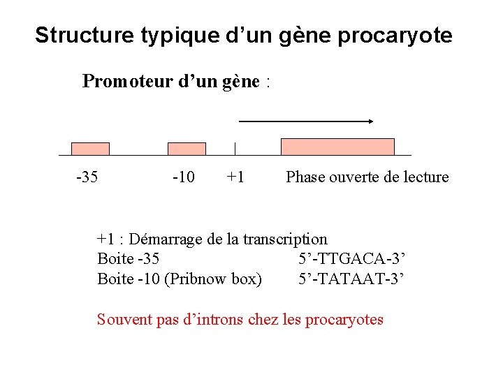 Structure typique d’un gène procaryote Promoteur d’un gène : -35 -10 +1 Phase ouverte