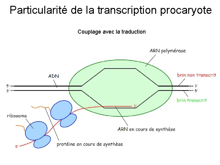 Particularité de la transcription procaryote Couplage avec la traduction 